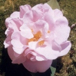 Faye Wheeler